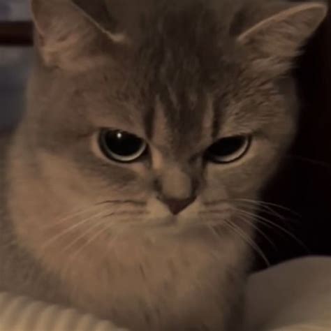 angry cat meme pfp profile pic inspo idea for instagram tiktok twitter