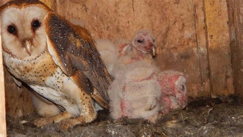Barn Owl Indiana Connection Barn Owls | Ardgrain
