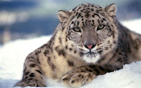 white leopard wallpapers wallpaper cave