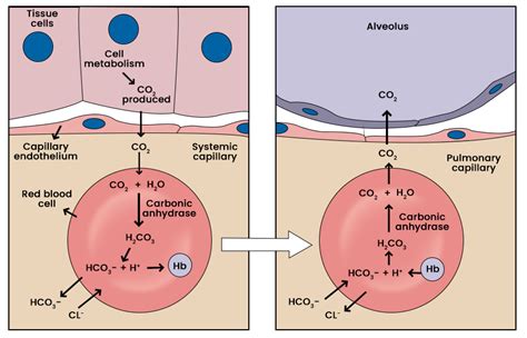 high carbon dioxide  blood meaning righ