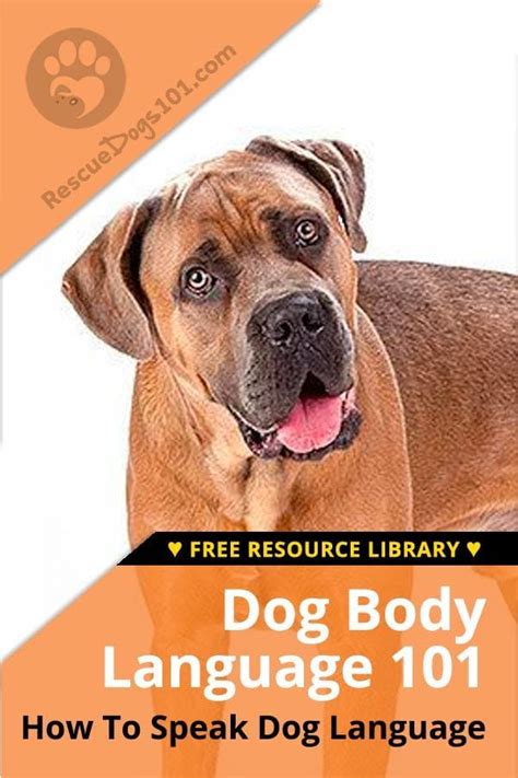 Paw To The Heart: The Canine Conversation Code