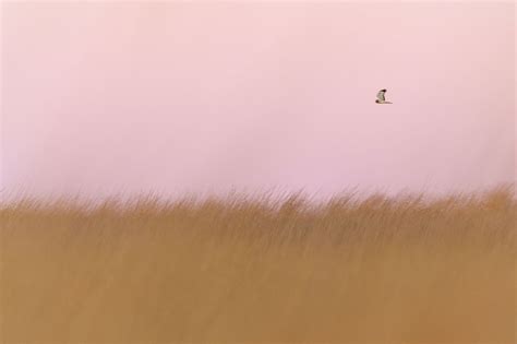 photographing northern harriers flying   grasslands  dusk
