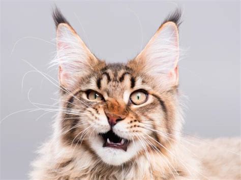 Para Que Serve O Bigode Do Gato - Para que serve o BIGODE do gato? 5 FUNÇÕES IMPORTANTES