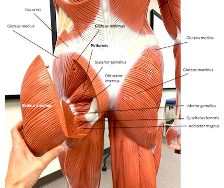 Pelvic Girdle Muscles