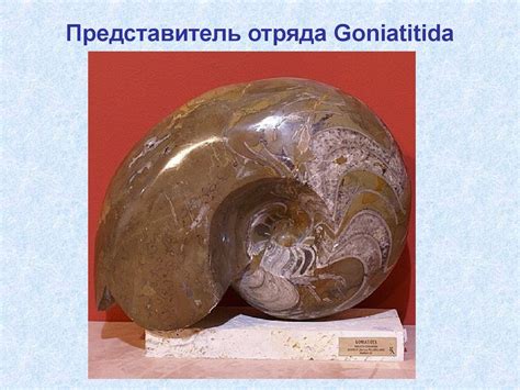 Класс Головоногие моллюски. Цефалоподы. Cephalopoda - презентация онлайн