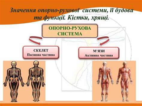 Опора та рух. Значення опорно-рухової системи, її будова та функції ...