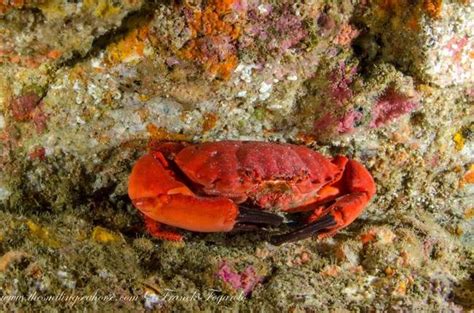 Full moon, full life! - Diving liveaboard in Thailand and Myanmar