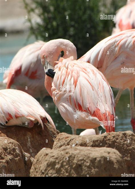 chileense flamingo  res stock photography  images alamy