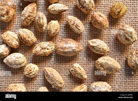 Raw whole dry seed of Terminalia chebula fruit Stock Photo - Alamy