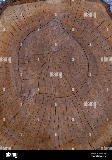 Texture of sawn wood Stock Photo - Alamy