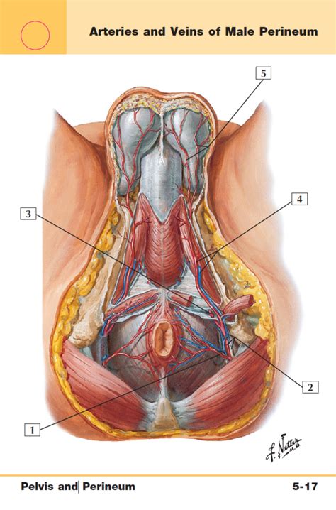 Perineal Artery