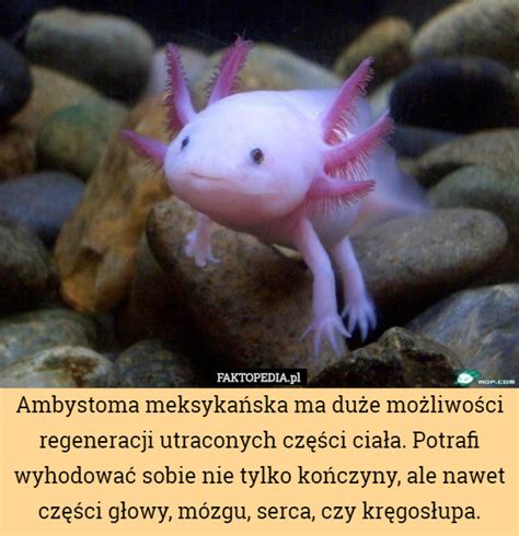 Ambystoma meksykańska ma duże możliwości regeneracji utraconych części...