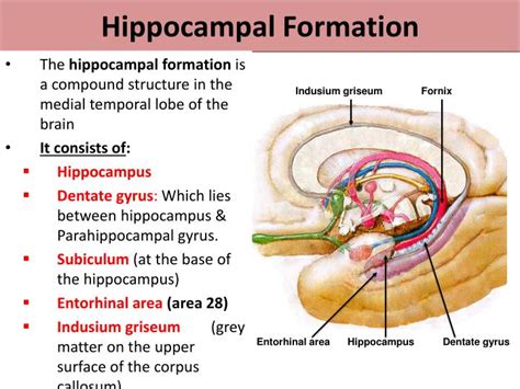 PPT - Limbic System PowerPoint Presentation - ID:2194319