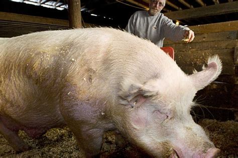 Largest Pig In The World