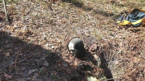 Dead Russian hiker found chained to tree two years after going missing ... 