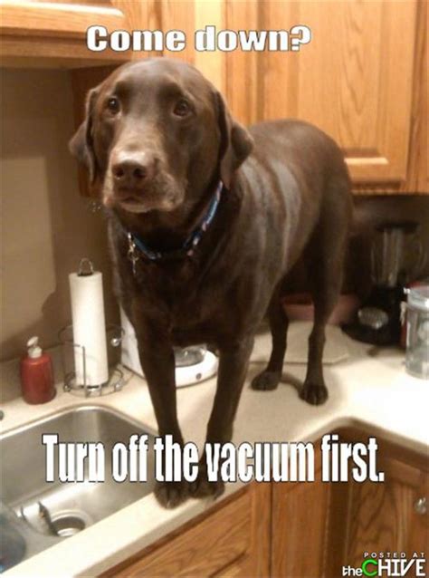 Funny Scared Animal Pictures - 25 Pics