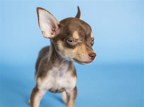 Behavior Tips: Dogs & Children - Arizona Humane Society