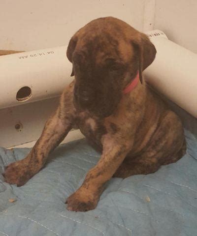 AKC Great Dane Puppies Brindle Females for Sale in Leominster ...