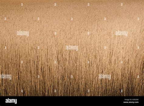 common reed bed stock photo alamy