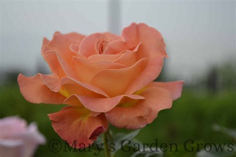 duluth rose garden mn 5