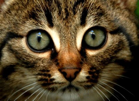 Wild kitty cat by LunaMoon-seal on DeviantArt