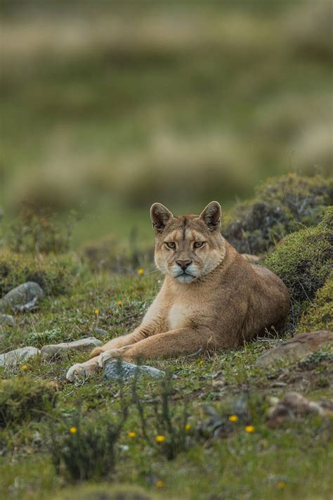 The puma also called mountain lion cougar panther beautiful big wild