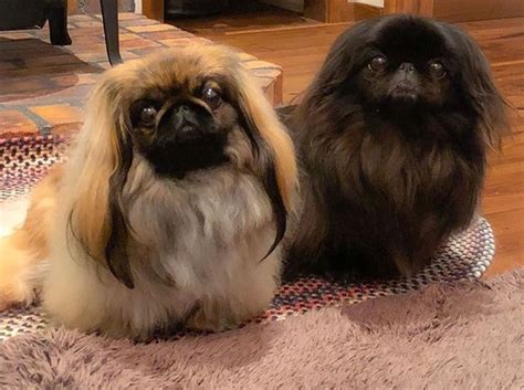 Pin by Яна Славина on ♥ I Love Pekingese ♥ | Pekingese dogs, Pekingese ...