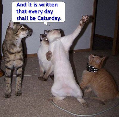 Happy Caturday GIF's - Gallery | eBaum's World