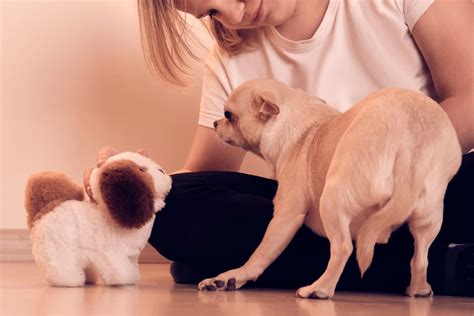 why is dog stressed step by step 5
