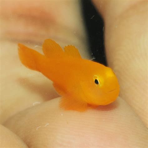 yellow clown goby  biota group