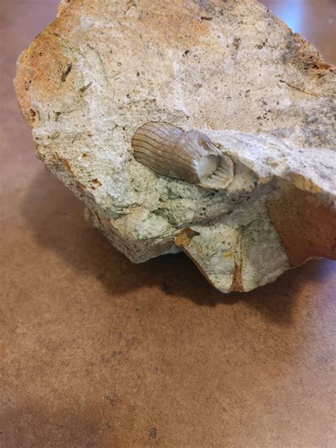 Found in Backyard-What is It? : r/fossils