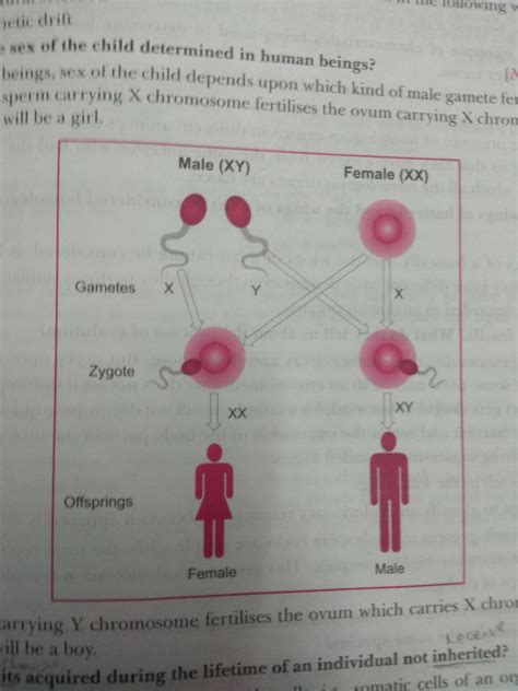 “The sex of a newborn child is a matter of chance and none of the