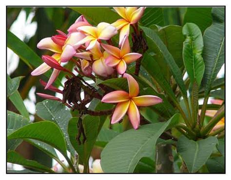 Kalachuchi / Plumiera rubra / Plumeria rubra / Temple flower ...