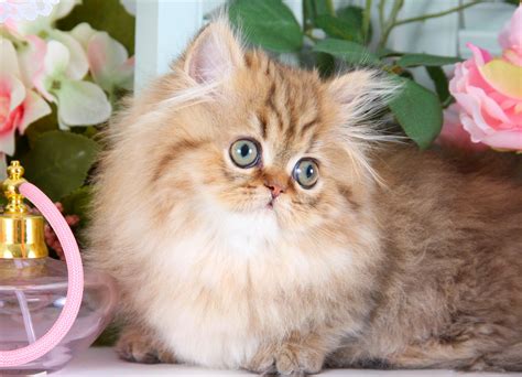 How Much Is A Teacup Persian Kitten at Joyce Sargent blog