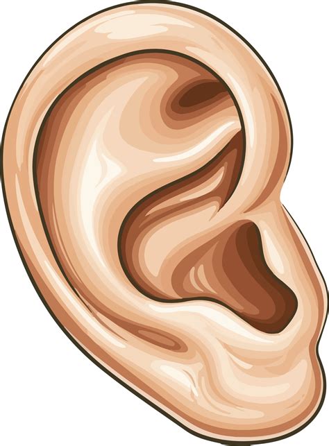 ears listening clip art 4