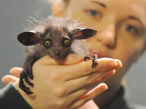 discover  hidden wonders  rare animal species en pet yolo