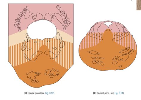 blood supply pons diagram quizlet