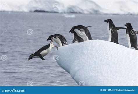 Adelie Penguin jump stock photo. Image of wildlife, iceberg - 89219354