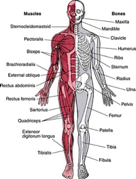 Musculoskeletal System Structure | MedicineBTG.com