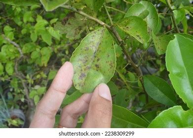 Black Spot Disease On Citrus Leaves Stock Photo 2238309299 | Shutterstock