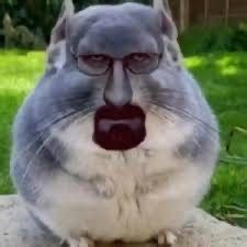 create meme animal chinchilla chinchillas  fat chinchilla