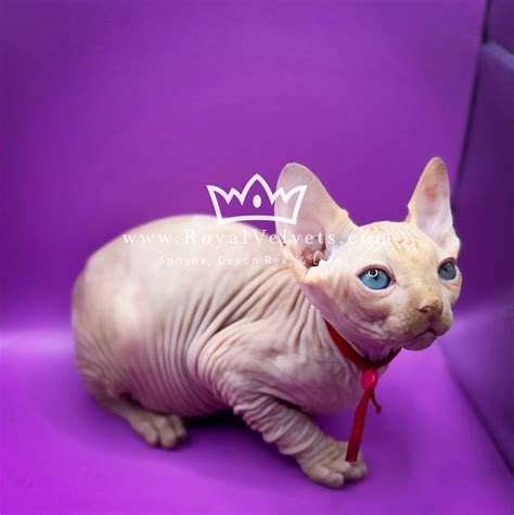 Hairless Cat Breeds for Sale | Royal Velvets