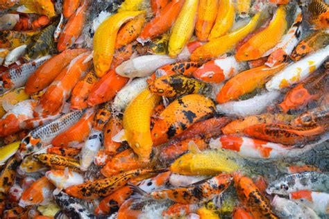 colorful fancy koi fish carp fish  stock photo  vecteezy