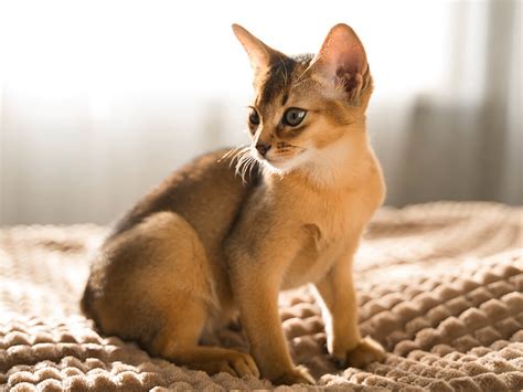 10 Facts You Did Not Know About Tabby Cats | UKPets