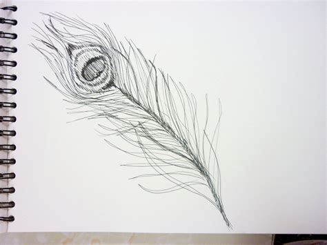 Peacock Feather Sketch at PaintingValley.com | Explore collection of ...