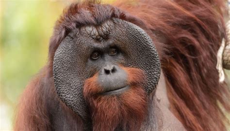orangutan
