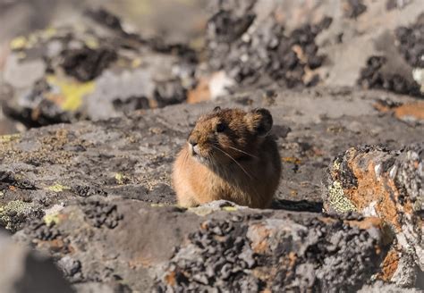 Сонирхолтой биологи | Хэнтий огдой (***Ochotona hoffmanni*** Formozov ...