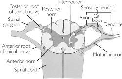 Reflex-arc | definition of Reflex-arc by Medical dictionary
