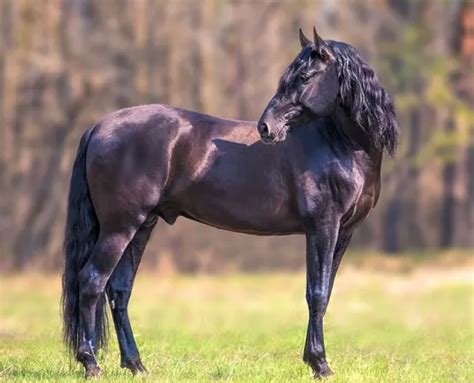 15 Spanish Horse Breeds and Their Role in Spanish Culture