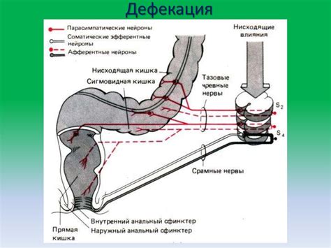 Анатомия и физиология системы пищеварения. План строения ...